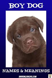 The Best Boy Dog Names List With Meanings Boy Dog Names Dog Names Labrador Retriever