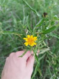 Image result for Bussea xylocarpa