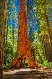 The pioneer cabin tree, a sequoia in calaveras big trees state park, saw horses and cars pass through it over the years. Calaveras The Pioneer Cabin Tree Photograph By Leeann Mclanegoetz Mclanegoetzstudiollccom