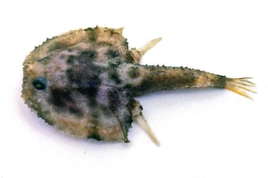 Halicmetus marmoratus