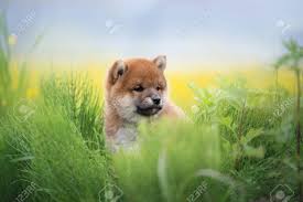 The data on the price of shiba inu (shib) and other related information presented on this website is obtained automatically from open sources therefore we cannot warrant its accuracy. Profile Portrait Of Beautiful And Happy Red Shiba Inu Puppy Sitting Stock Photo Picture And Royalty Free Image Image 151894819