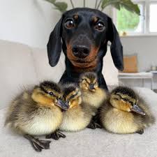 Loulou On Instagram Friends The Ducklings Have Hatched Do You Want To See How This Goes You Can Watch Our Video Cute Funny Animals Baby Animals Animals