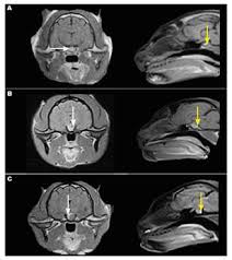 In one study, for example, cobalt radiotherapy was. Pharmacological Treatment With Cabergoline In Three Cats With Acromegaly