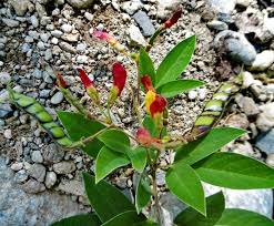 Image result for Cajanus cajan