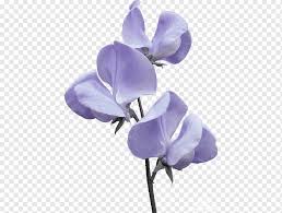 Fuchsia, pink and purple teardrop flowers. Broad Leaved Sweet Pea Flower Violet Flower Purple Blue Violet Png Pngwing