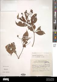 Image result for Rauvolfia vomitoria