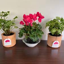 We don't all live in climates that let us grow outdoor flowers, though. My Happy Place Nz House Plants Gifts Posts Facebook