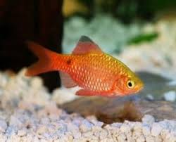 What Fish Can Live With Goldfish 8 Goldfish Tank Mates List