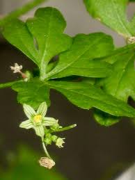 Image result for Kedrostis crassirostrata