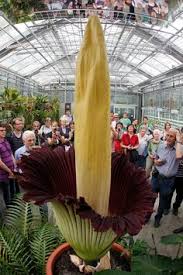 Only two known examples are believed to exist, one in. 7 Best World S Largest Flower Ideas Large Flowers Unusual Flowers Planting Flowers