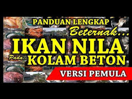Cara Sederhana Budidaya Ikan Nila Di Kolam Beton Mini Dengan Padat Tebar Maksimal Versi Pemula Youtube Di 2020 Kolam Ikan Sederhana