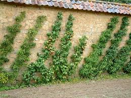 Planter Un Espalier Ou Une Palmette Chez Vous Ma Passion Du Verger En 2020 Jardin Fruitier Amenagement Jardin Arbre Fruitier