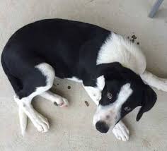 Although hairless types of dogs exist, each of border collies have baldness. 30 Short Haired Border Collies Ideas Collie Short Haired Border Collie Border Collie