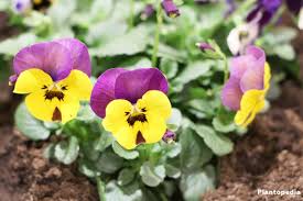How to plant viola flowers. Growing Pansies Viola Tricolor Violet Flower How To Grow And Care Plantopedia
