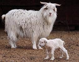 The angora goat is a breed of domesticated goat, historically known as angora. Genius Community Wool