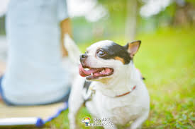 Desa park city is an amazing place. 10 Things To Do In Desa Parkcity Dog Park