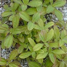 Image result for Flaveria trinervia