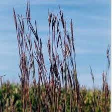 Image result for Andropogon