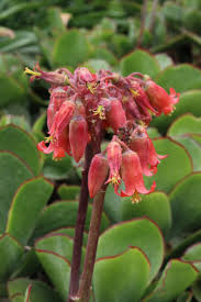 Image result for Cotyledon barbeyi