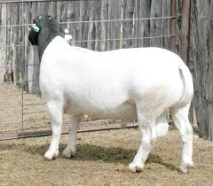 Pin On Sheep Meat