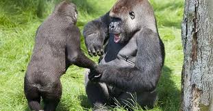 Find images of silverback gorilla. Silverback Gorilla Reunited With Brother Three Years Ago Celebrates 16th Birthday