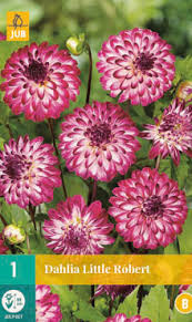 X 1 DAHLIA LITTLE ROBERT I