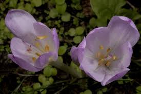 Image result for Camptorrhiza strumosa