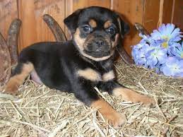 All dogs want to be a chelan dog rottweiler mix rottweiler labrador retriever. Seven Things You Didn T Know About The Rottweiler Lab Mix