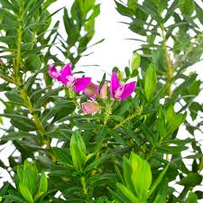 Image result for Polygala petitiana