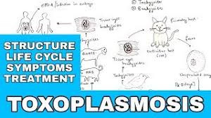 Toxoplasma gondi tratament toxoplasma gondii anticorpi igg pozitiv tratament. Toxoplasma Gondii Anticorpi Igg Pozitiv Tratament Pancreatic Cancer Uptodate