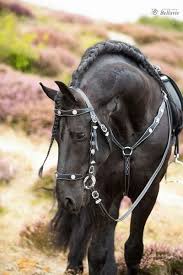 ride slowly listen carefully love completely schwarze pferde turnierpferde pferde