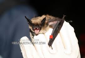 Image result for Mostuea batesii