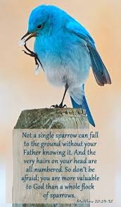 Look At The Birds Of The Air Nlt Pin By Joanne Western On My Faith Scripture Verses Scripture Quotes Bible Scriptures