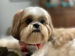 25 Best Small Dog Breeds — The Most Popular Small Dogs