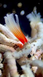 Image result for Pycnosphaera