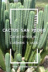El cactus mas se desarrolla en lugares secos como la tierra o el desierto esta geniales plantas modifican y tienen dentro de ella lo que viene siendo la. Ficha Completa Del Cactus San Pedro Jardineria Y Plantas Cactus Cuidado De Cactus