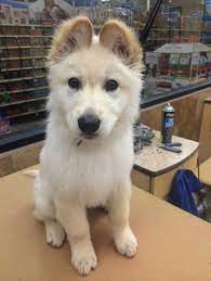 The english golden retriever is an amazing breed, but is also different from a standard american what is an english cream golden retriever? Deutscher Schaferhund Golden Retriever Mix Traumhund Deutscher Golden Mix Retriever Sc Hunde Schaferhunde Susseste Haustiere