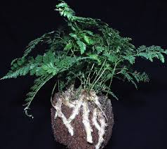 Image result for Dewildemania filifolia