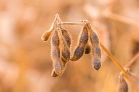 Image result for Glycine max