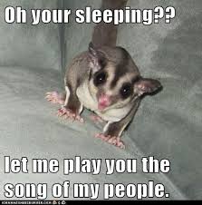 Glidergossip Caption Fun 7 Glider Meme Edition Sugar Glider Pet Sugar Glider Toys Sugar Glider Baby