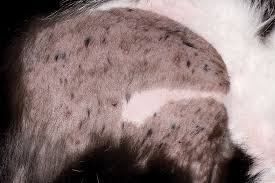 Image result for Feline Miliary Dermatitis
