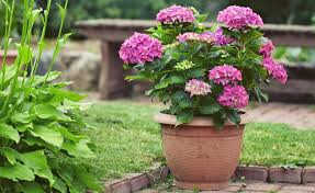 Wir sagen ihnen alles über hydrangea pflege. Hortensien Im Topf Pflanzung Und Pflegetipps Hortensien Garten Topfblumen Pflanzen