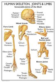 To recognise bone and understand its structure and to understand the processes by which bone can be formed. Pin On For Future Reference