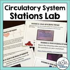 Circulatory System Stations Worksheets Teaching Resources Tpt