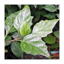 Image result for Premna