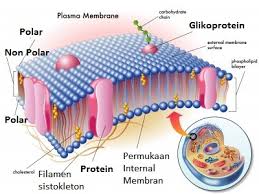 5 Fungsi Membran Sel Pada Hewan Dosenbiologi Com