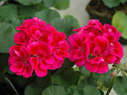 If you have thrown in the towel when it comes to excluding deer from your property, plant these 10 flowers that if you cannot keep deer away from the garden, you can plant flowers that do not appeal to them. 20 Of The Best Deer Resistant Annuals For Chester County Gardens Turpin Landscape Design Build