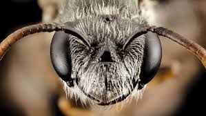 Apidologie: Sag mir, wie die Bienen sind