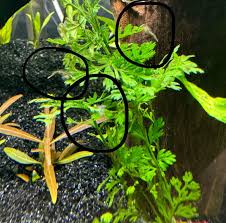 Image result for Bolbitis