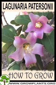 Image result for Lagunaria patersonia